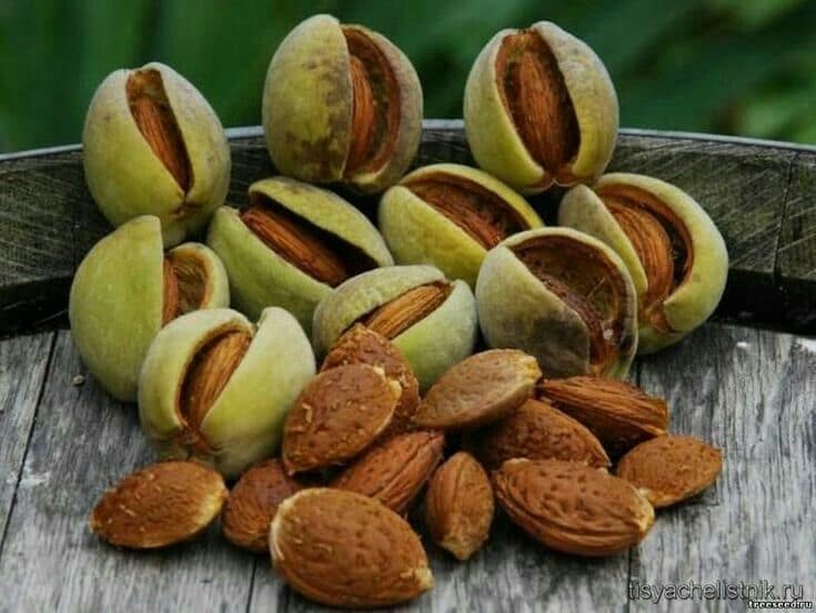 بادام تلخ
